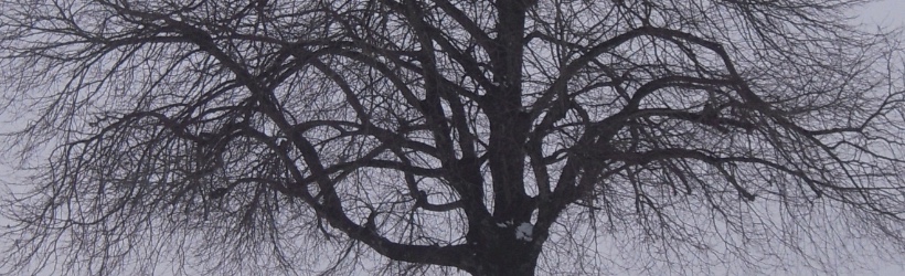 Ein einzelner Winterbaum am grauen Horizont.